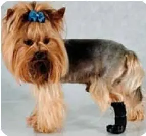 Grande Finale Protective Dog Boot Size 5 10cm