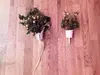 Click & Grow Pro Plant Cups 9pcs Photo 5
