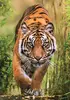 Clementoni 37108 The Hunter's Path 1000-Piece Puzzle Photo 4