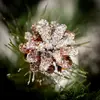 Springos Diamond Pine Artificial Christmas Tree 180 cm Photo 6