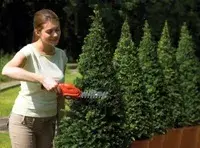 Dzīvžoga šķēres Black & Decker GSL300 Photo 5