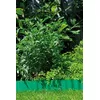 Garden edging roll Gardena 538-20 Photo 3