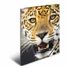 Folder HERMA 7137 Multicolour A4 Photo 3