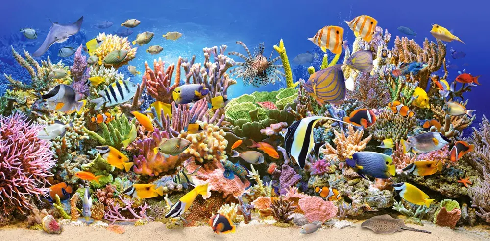 Castorland Underwater life puzle — 4000 gab. Photo 2