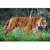 Figūra Schleich WILD LIFE Tiger Photo 2
