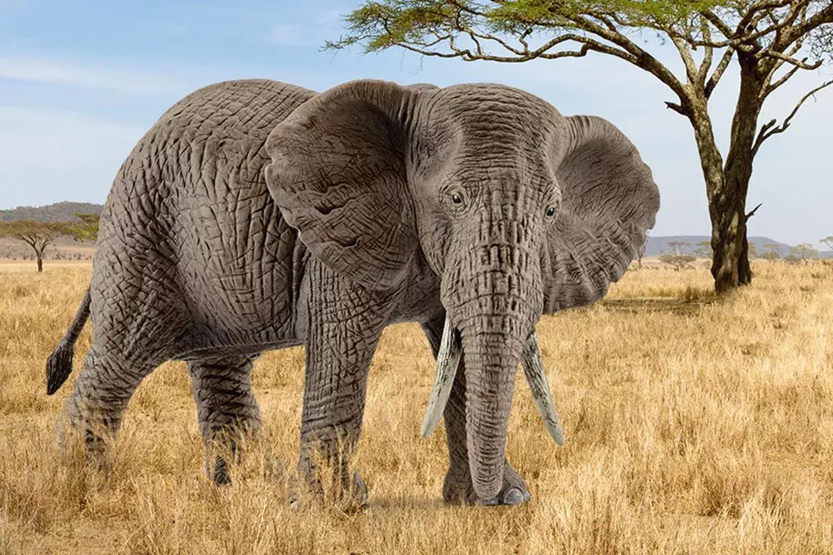 Фигура Schleich WILD LIFE Африканский слон самка Photo 2