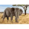 Фигура Schleich WILD LIFE Африканский слон самка Photo 2