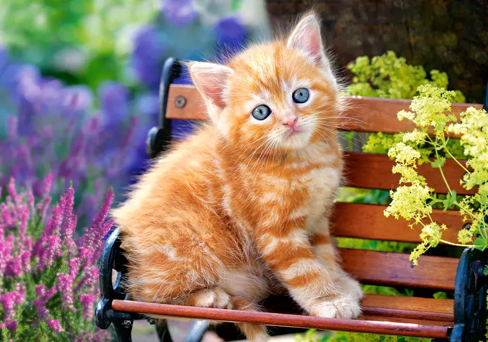 Пазл Castorland Ginger kitten 500 элементов Photo 2
