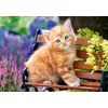Пазл Castorland Ginger kitten 500 элементов Photo 2
