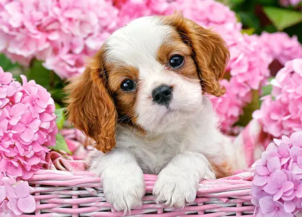 Castorland puzle Pup in Pink Flowers 180 gab. Photo 2