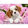 Castorland puzle Pup in Pink Flowers 180 gab. Photo 2