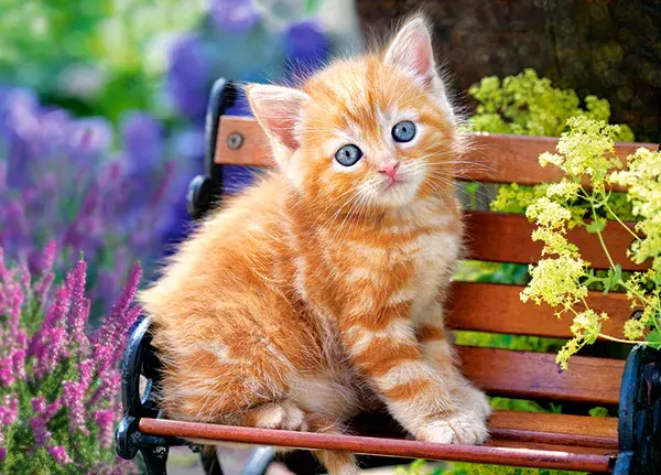 Castorland Ginger Kitten puzzle 180 gab. Photo 2