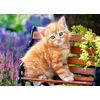Castorland Ginger Kitten puzzle 180 gab. Photo 2