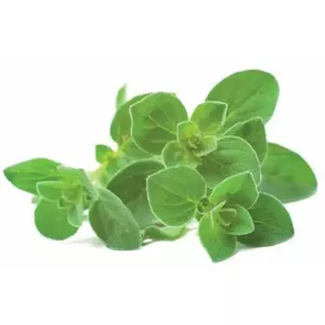 Click & Grow Smart Garden refill Oregano 3pcs