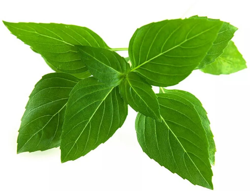 Papildinājuma kārtridži Click & Grow Smart