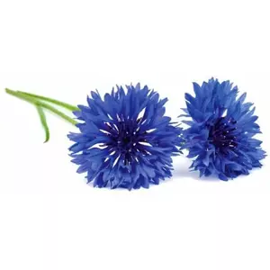 Plant Refill Click and Grow Smart Garden Cornflower — Pack of 3 cartridges for Smart Garden