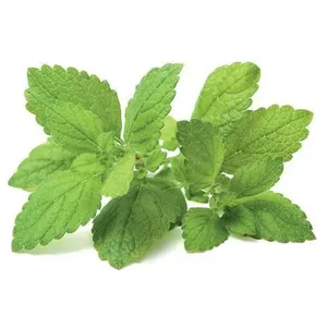 Click & Grow Smart Garden refill Lemon Balm 3pcs