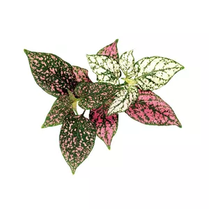 Click & Grow POLKA DOT FLOWER PLANT PODS