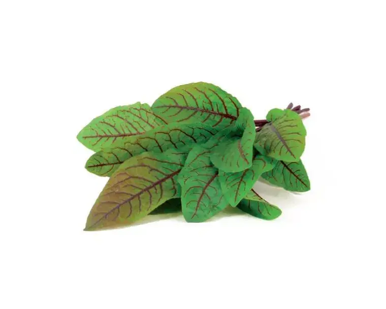 Refill Click & Grow Bloody Sorrel Photo 2