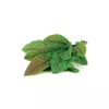 Refill Click & Grow Bloody Sorrel Photo 2