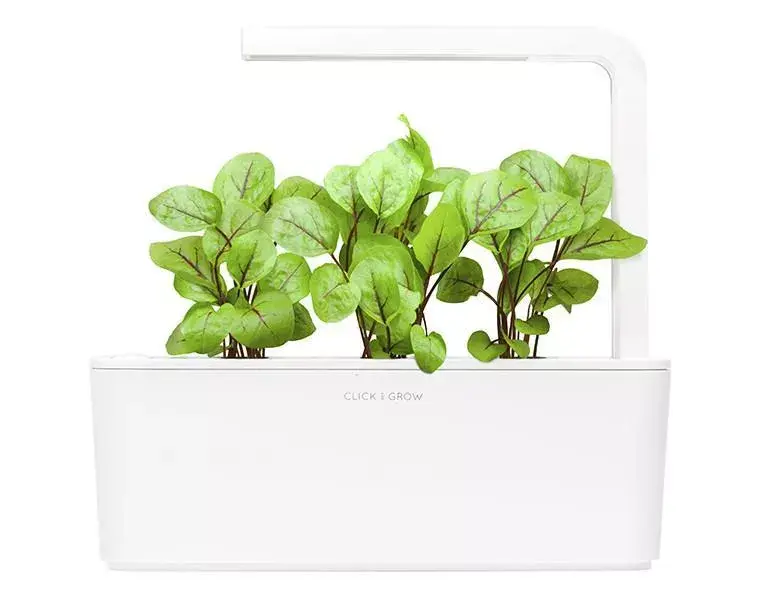 Refill Click & Grow Bloody Sorrel Photo 3
