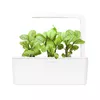 Refill Click & Grow Bloody Sorrel Photo 3