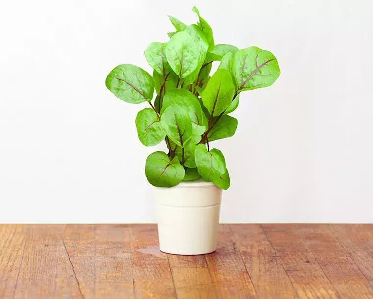Refill Click & Grow Bloody Sorrel Photo 4