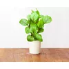 Refill Click & Grow Bloody Sorrel Photo 4