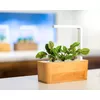Refill Click & Grow Bloody Sorrel Photo 5
