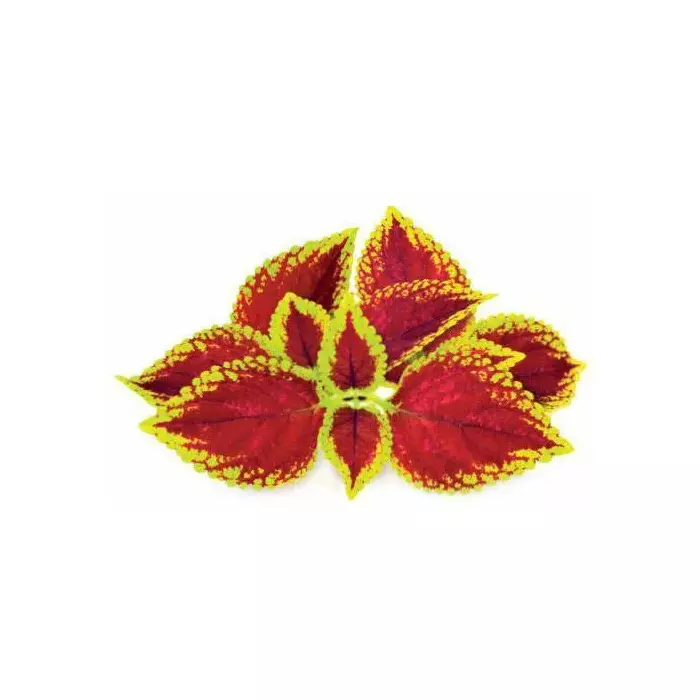 Auga papildu komplekts Click and Grow