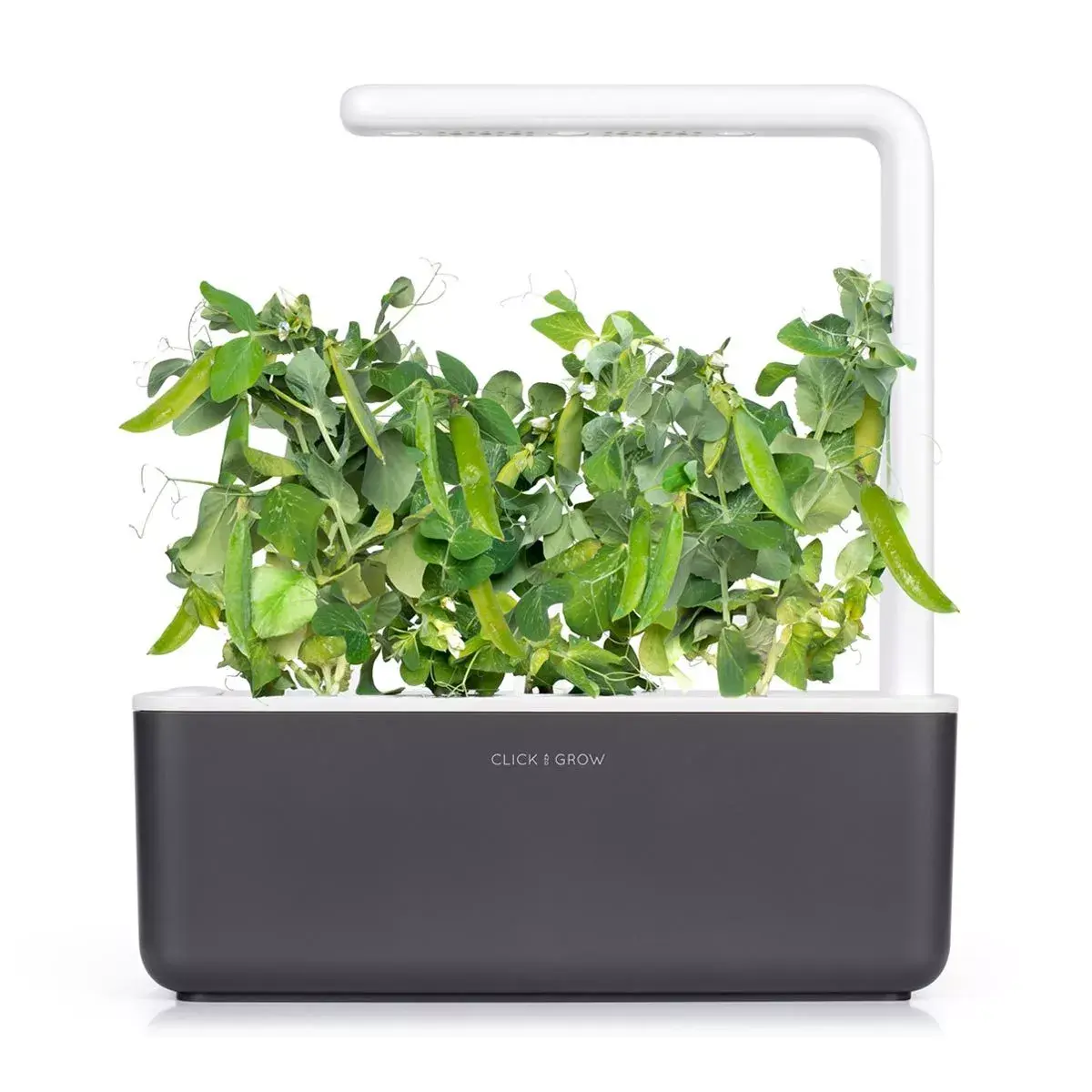 Aizpildījums Click & Grow Dwarf Pea Photo 4