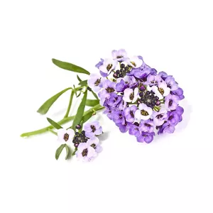 Click & Grow SGR35x3 3 pcs Jūras lobulārija Sākuma komplekts