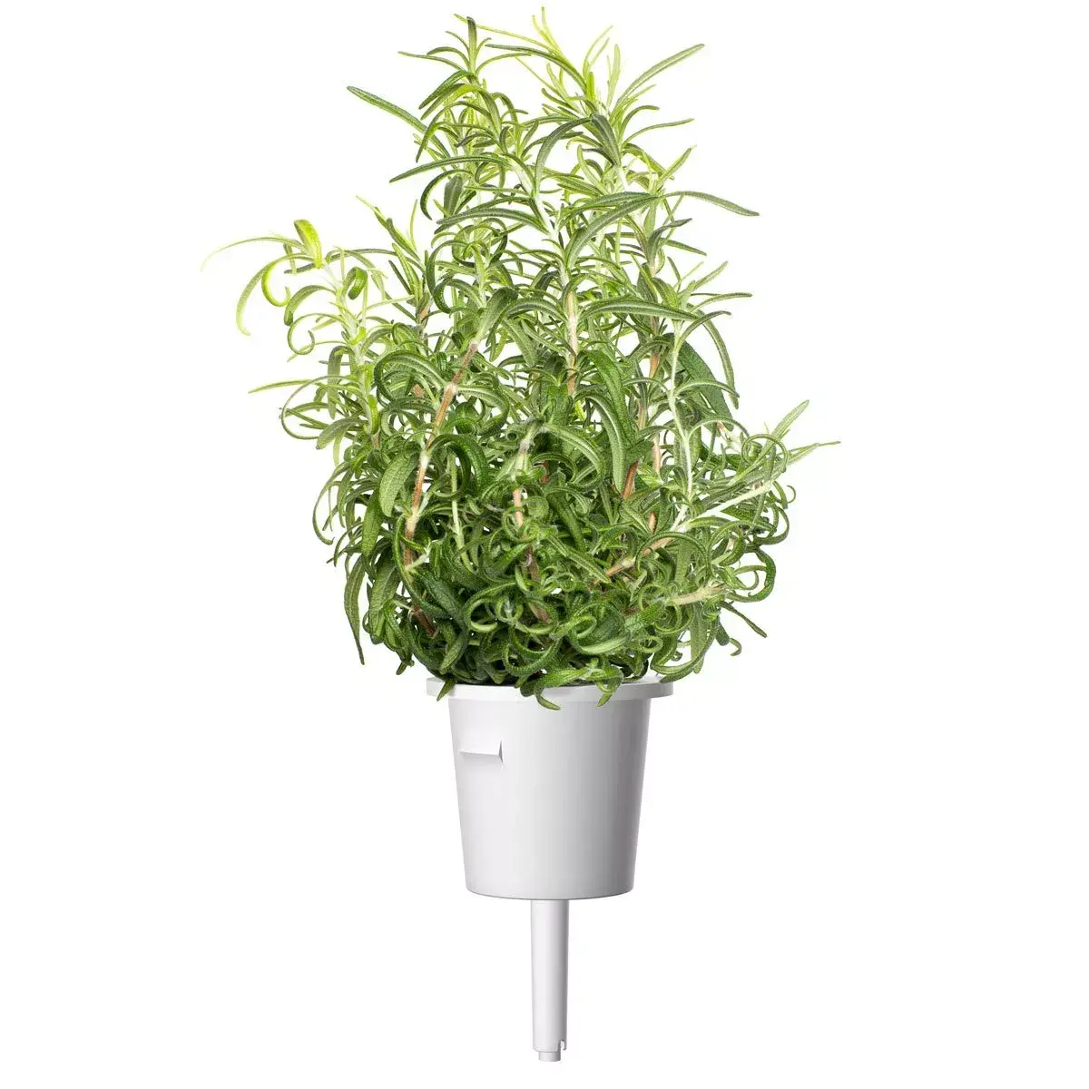 Refill Click & Grow Rosemary Plant Pods Photo 2