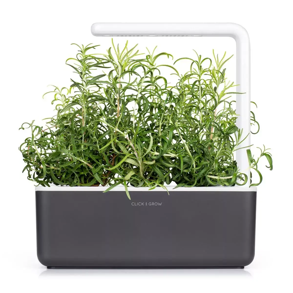 Refill Click & Grow Rosemary Plant Pods Photo 4