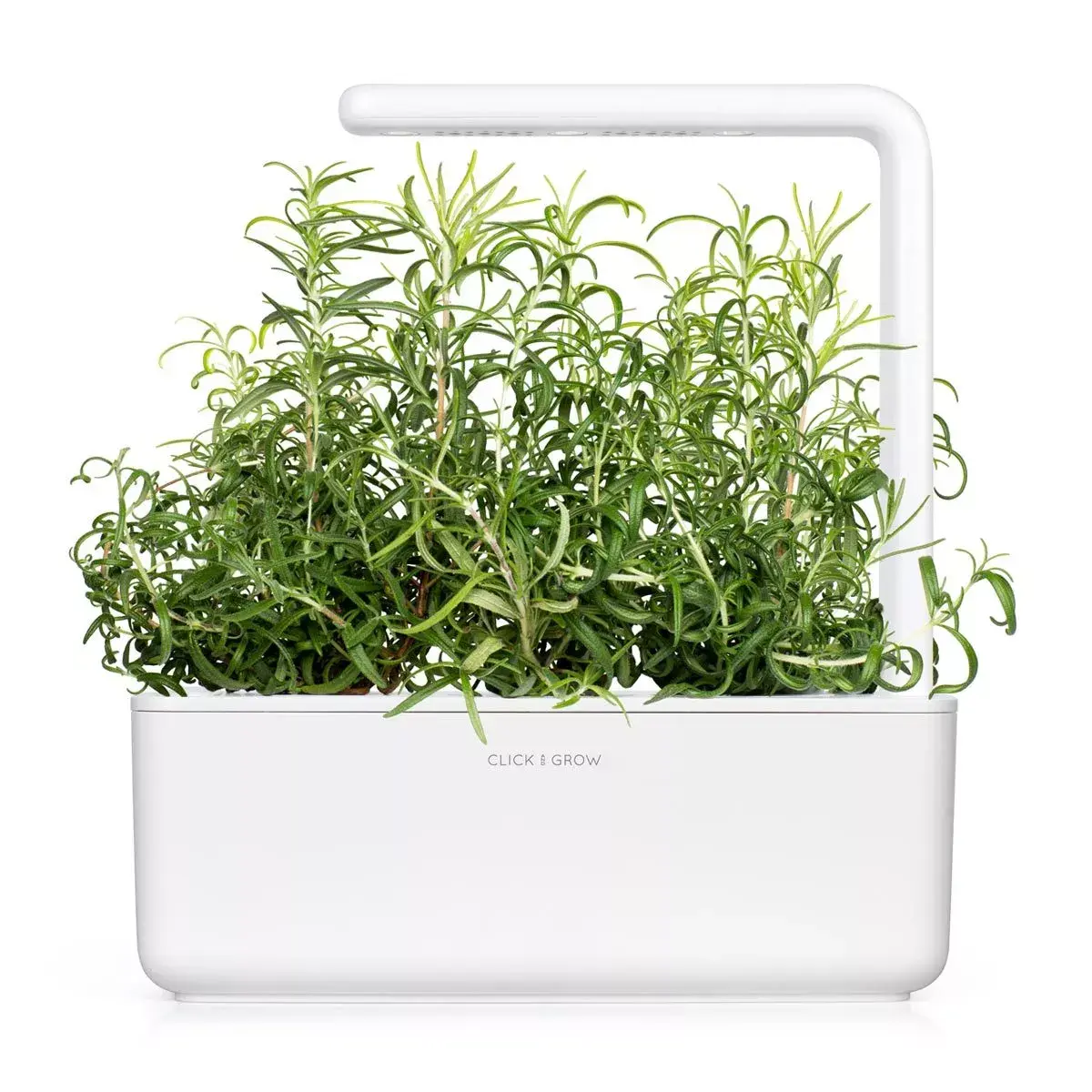Refill Click & Grow Rosemary Plant Pods Photo 5