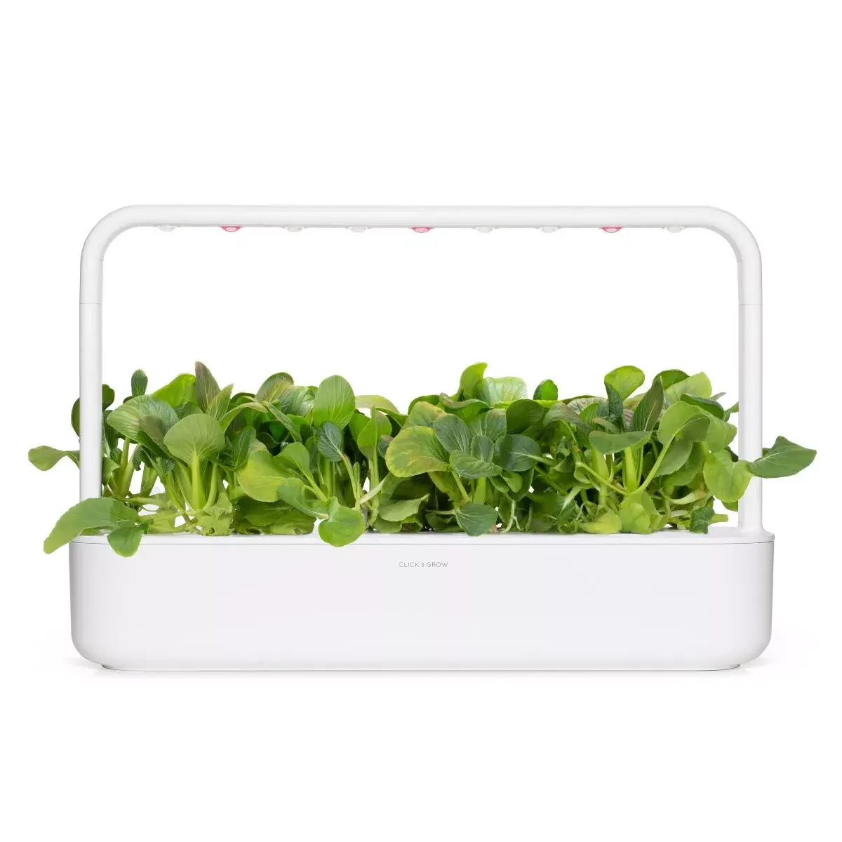 Refill Click & Grow PAK CHOI PLANT PODS Photo 5