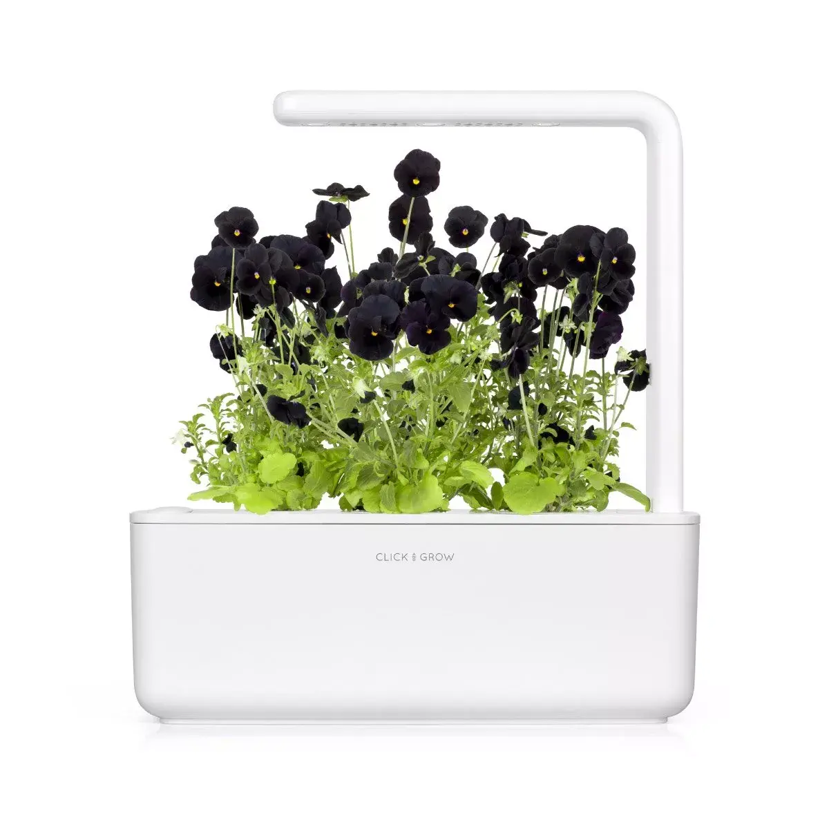 Refill Click & Grow BLACK PANSY PLANT PODS Photo 2