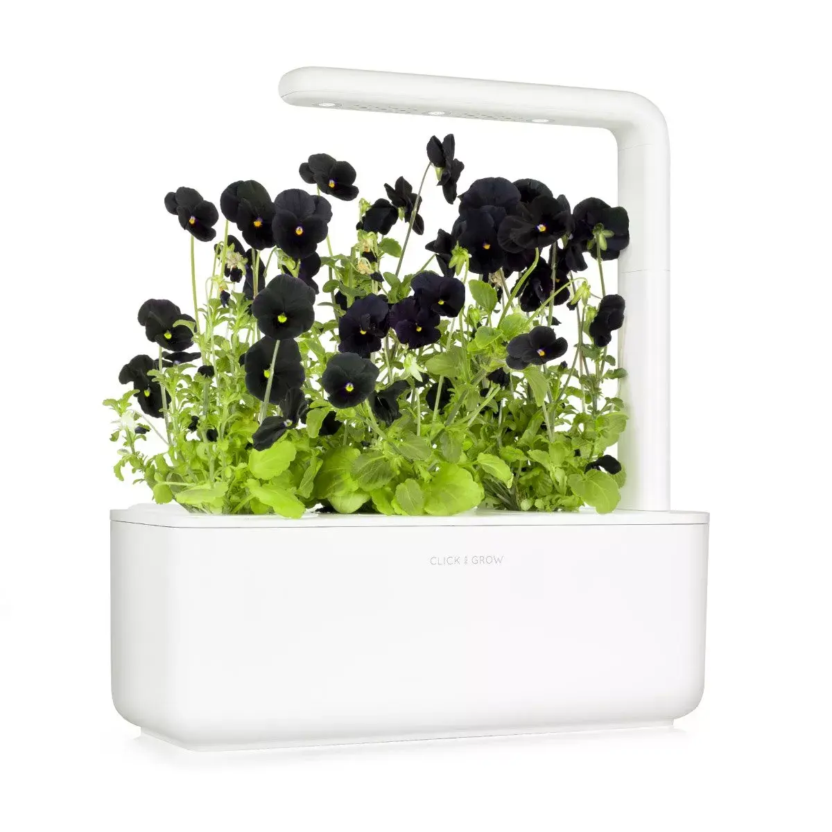 Refill Click & Grow BLACK PANSY PLANT PODS Photo 3