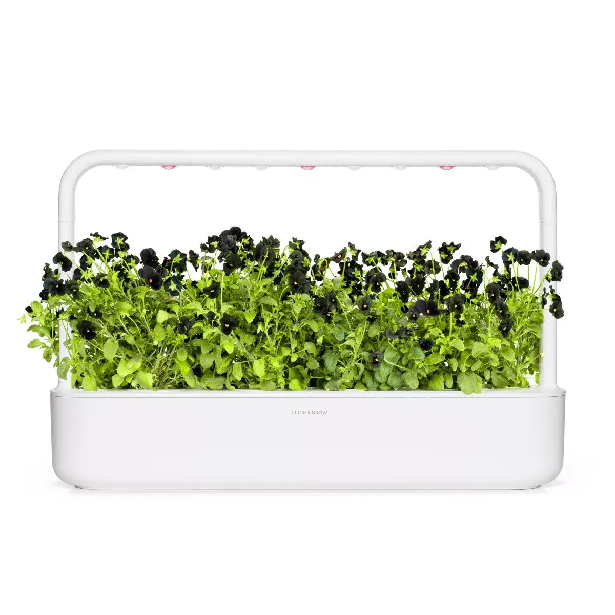 Refill Click & Grow BLACK PANSY PLANT PODS Photo 4