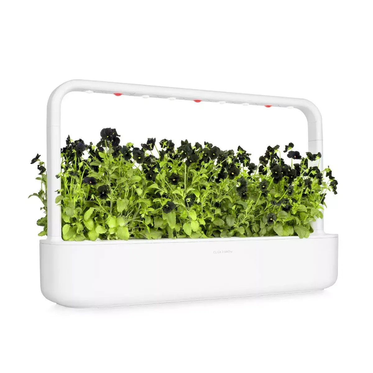 Refill Click & Grow BLACK PANSY PLANT PODS Photo 5