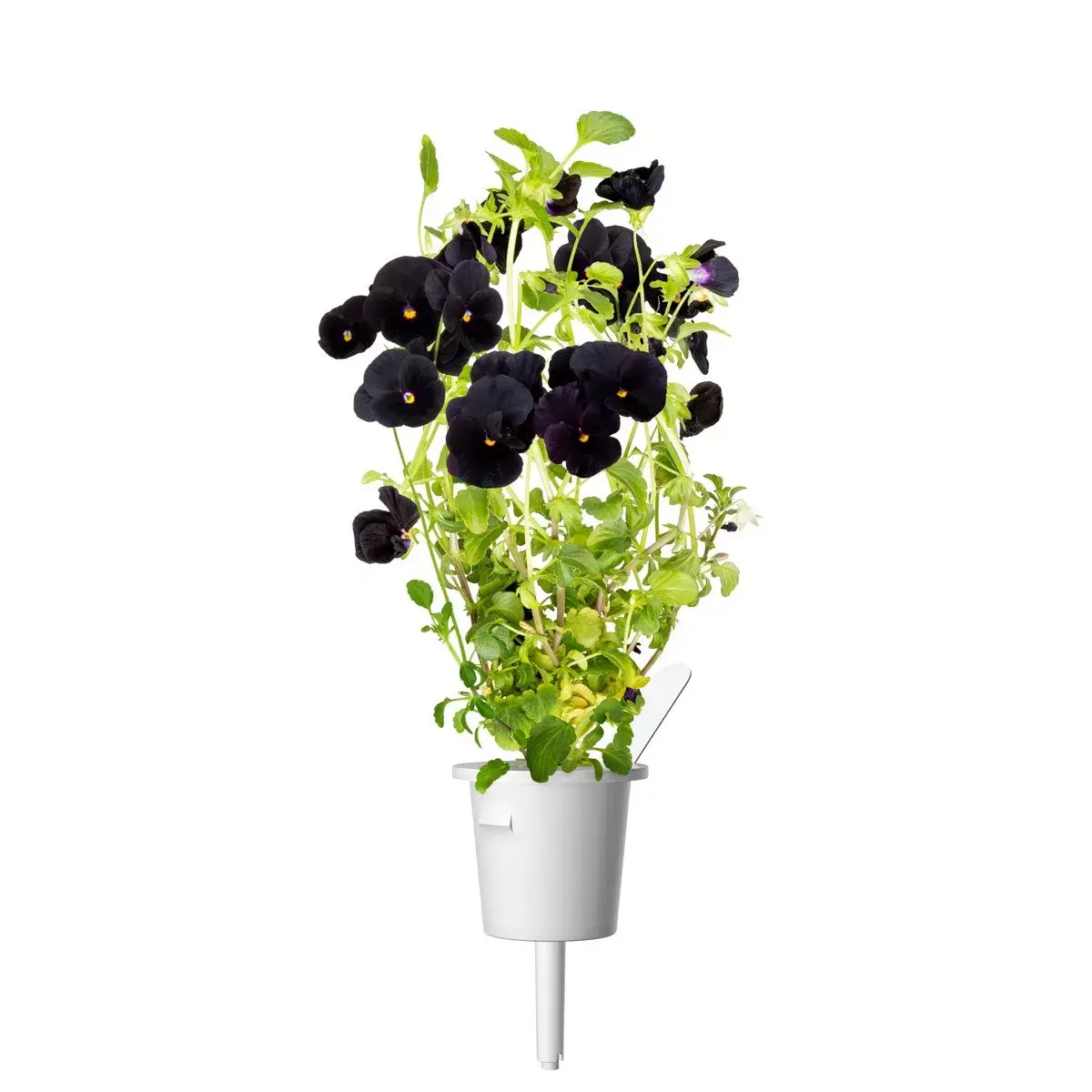 Refill Click & Grow BLACK PANSY PLANT PODS Photo 6