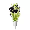 Refill Click & Grow BLACK PANSY PLANT PODS Photo 6