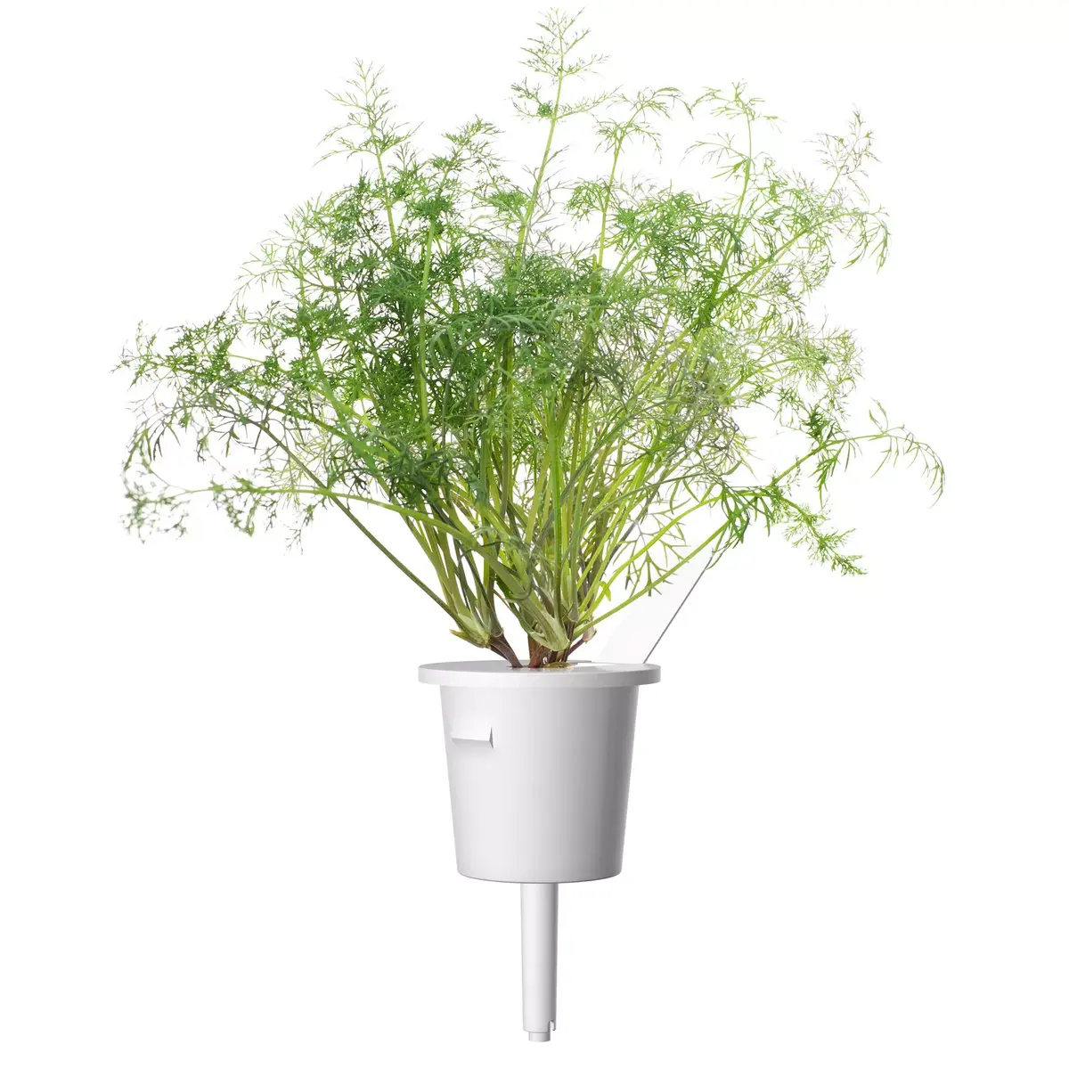 Refill Click & Grow Dill Plant Pods Photo 2