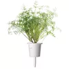 Refill Click & Grow Dill Plant Pods Photo 2