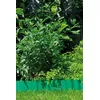 Dārza apmalē Gardena 538-20 Photo 3