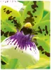 Бумага AVERY Premium Inkjet A4 250g 2559-20 Photo 3