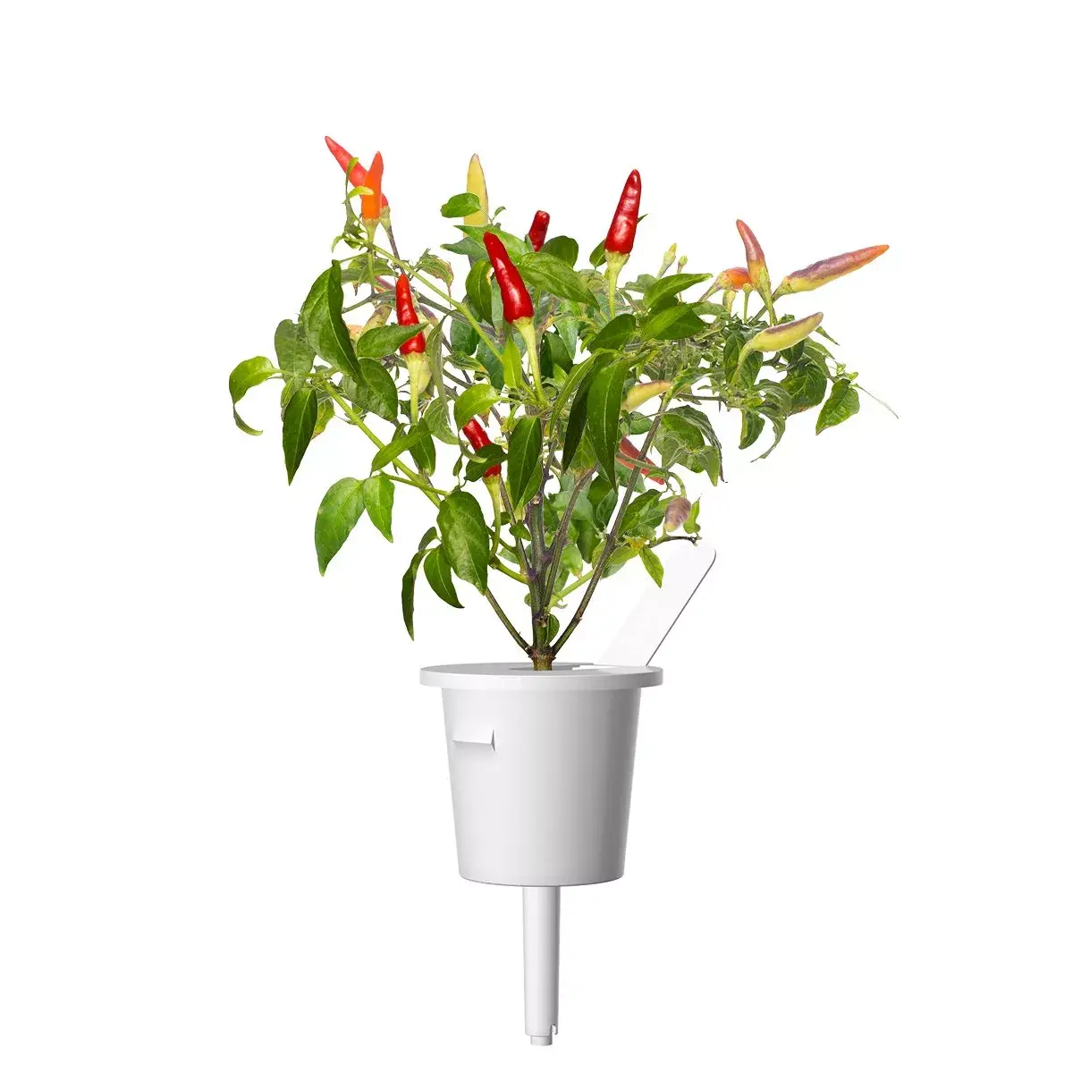 Refill Click & Grow RED HOT CHILI PEPPER PLANT PODS Photo 2