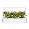 Pildspalva Click & Grow PIRI PIRI CHILI Photo 3