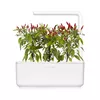Pildspalva Click & Grow PIRI PIRI CHILI Photo 4