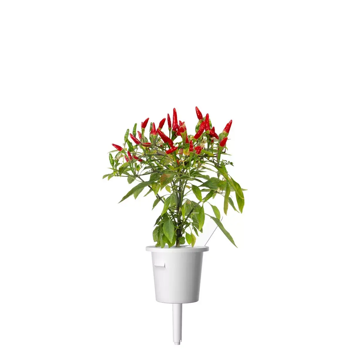 Pildspalva Click & Grow PIRI PIRI CHILI Photo 5
